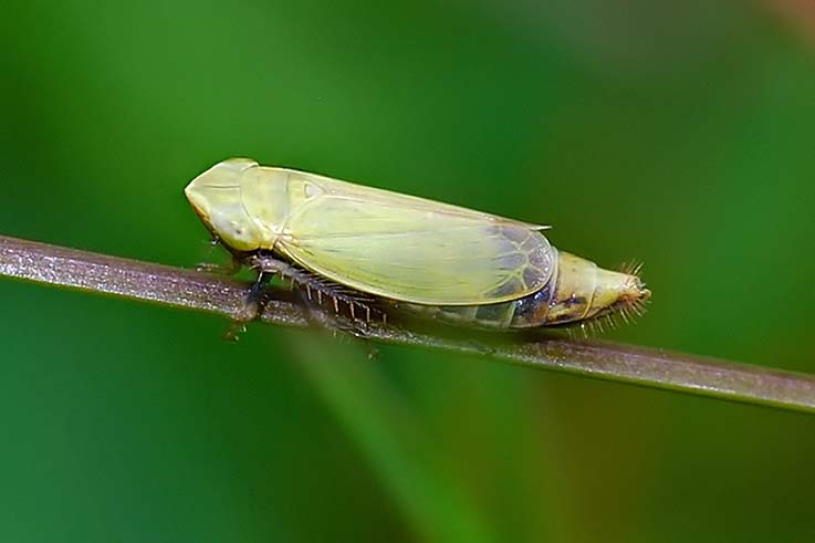 cicadellidae